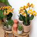 Orange Phalaenopsis Orchid - Juvel Las Vegas - Blomstrende Plante