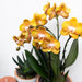 Orange Phalaenopsis Orchid - Juvel Las Vegas - Blomstrende Plante