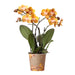 Orange Phalaenopsis Orchid - Juvel Las Vegas - Blomstrende Plante