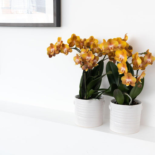 Orange Phalaenopsis Orchid - Juvel Las Vegas - Blomstrende Plante