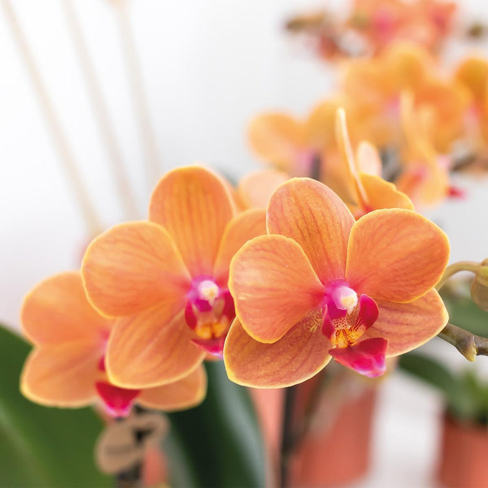 Orange Phalaenopsis Orchid - Ø9Cm - Blomstrende Stueplante