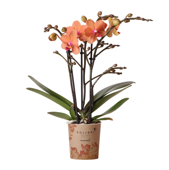 Orange Phalaenopsis Orchid - Ø9Cm - Blomstrende Stueplante