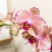 Orchid Phalaenopsis Oransje-Rosa Juvel Pirate Picotee