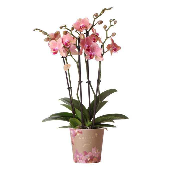 Orchid Phalaenopsis Oransje-Rosa Juvel Pirate Picotee