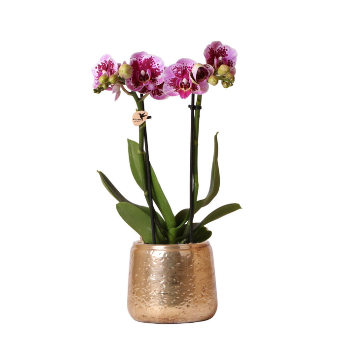 Lilla Rosa Phalaenopsis Orkidé Og Gullplantekar - H35Cm, Ø9Cm - Blomstrende Innendørs Plante