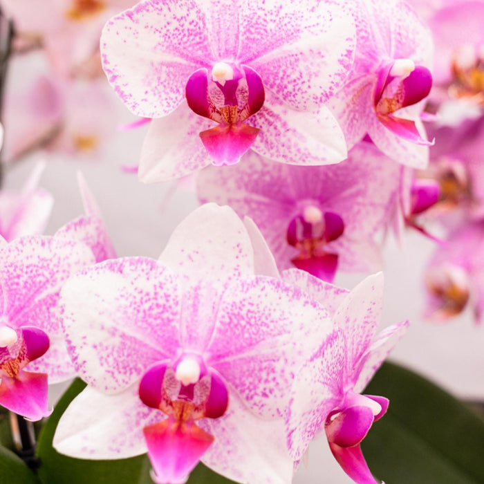 Rosa Phalaenopsis Orchid - Rotterdam Mineral