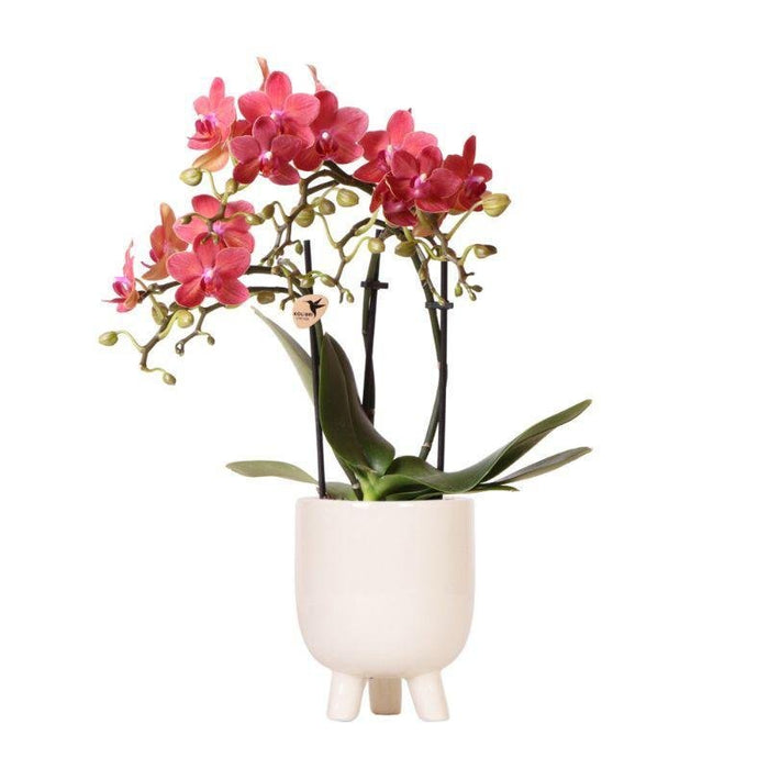 Rød Phalaenopsis Orkidé Med Keramisk Potte