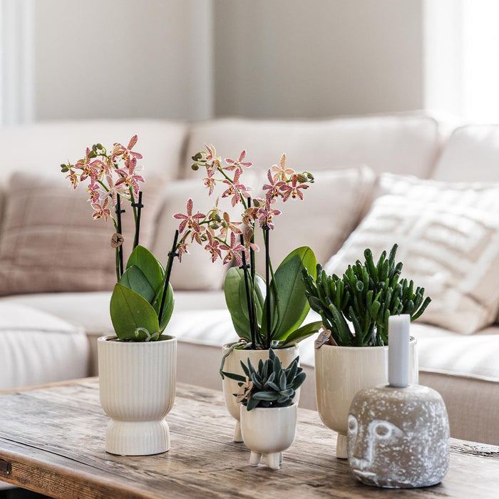 Rød Phalaenopsis Orkidé Med Keramisk Potte