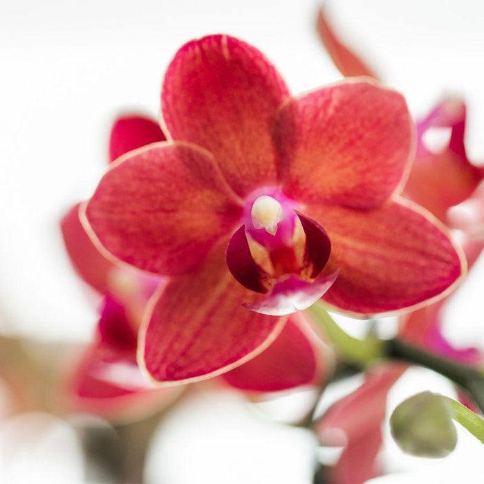 Rød Phalaenopsis Orkidé Med Keramisk Potte