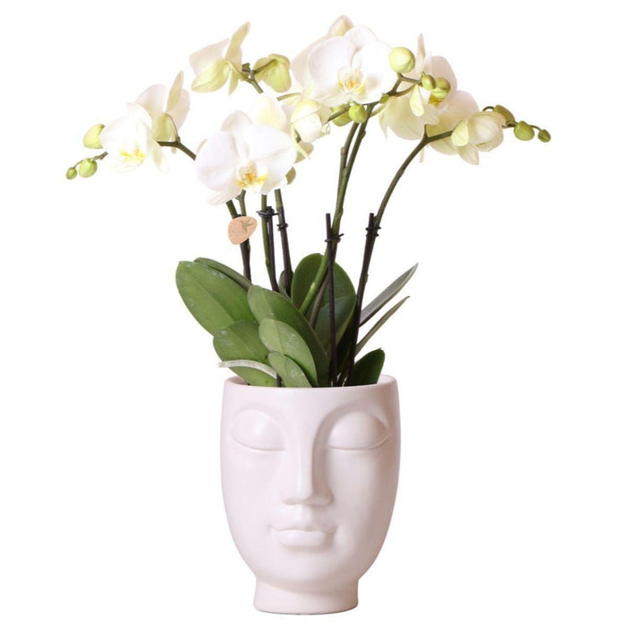 Gent White Phalaenopsis Orchid In Face-2-Face White Pot