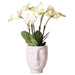 Gent White Phalaenopsis Orchid In Face-2-Face White Pot