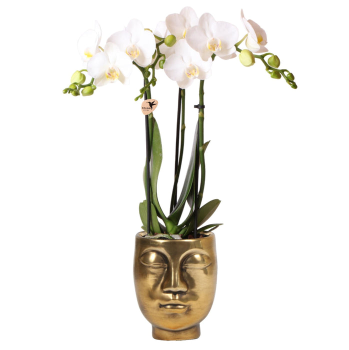 Hvit Phalaenopsis Orchid Med Face-2-Face Gullkrukke