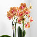 Hvit Phalaenopsis-Orkide Med Frodig Krukke