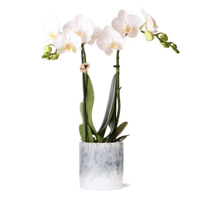 Hvit Phalaenopsis Orchid I Sky Pot