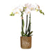 Hvit Phalaenopsis Orchid Pot Gold Diamond