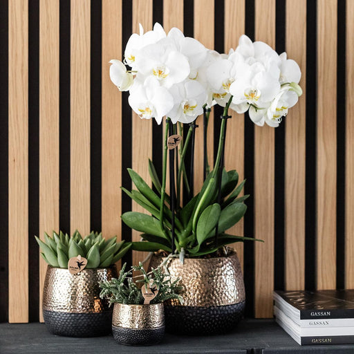 Gul-Rød Phalaenopsis Orchid Med Elite Kobber Pot