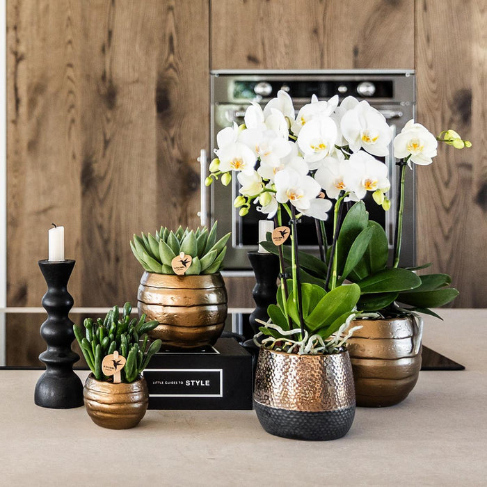 Gul-Rød Phalaenopsis Orchid Med Elite Kobber Pot