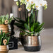 Gul-Rød Phalaenopsis Orchid Med Elite Kobber Pot