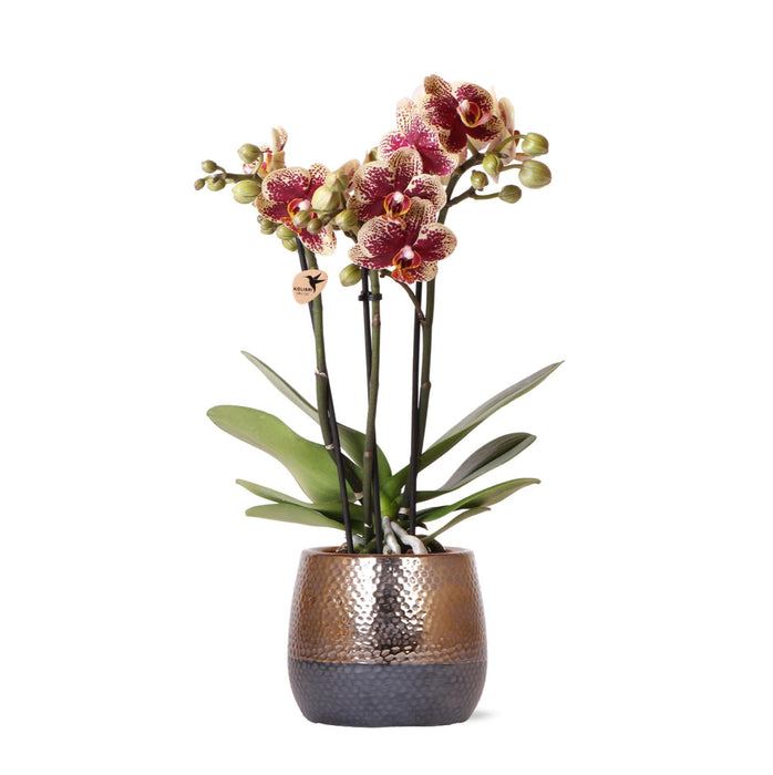 Gul-Rød Phalaenopsis Orchid Med Elite Kobber Pot