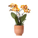 Oransje Phalaenopsis Orchid Med Cognac Emaljert Pot