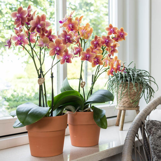 Orange Phalaenopsis Orkidé I Scandic Terracotta Pot