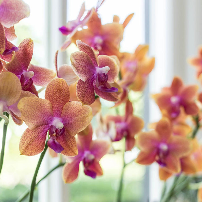 Orange Phalaenopsis Orkidé I Scandic Terracotta Pot