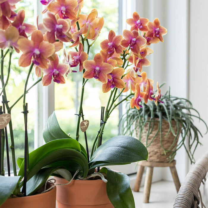 Orange Phalaenopsis Orkidé I Scandic Terracotta Pot