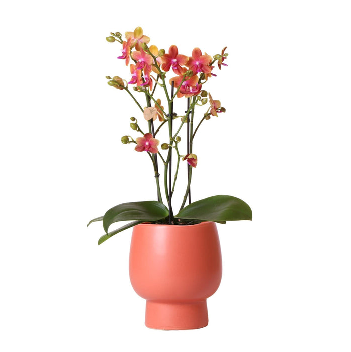 Orange Phalaenopsis Orkidé I Scandic Terracotta Pot