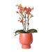 Orange Phalaenopsis Orkidé I Scandic Terracotta Pot