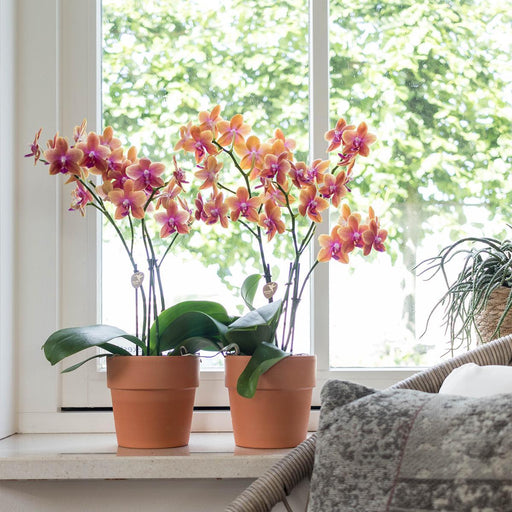 Orange Phalaenopsis Orkidé I Scandic Terracotta Pot