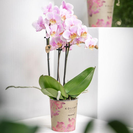 Rosa Phalaenopsis Orchid - Andorra - Blomstrende Stueplante