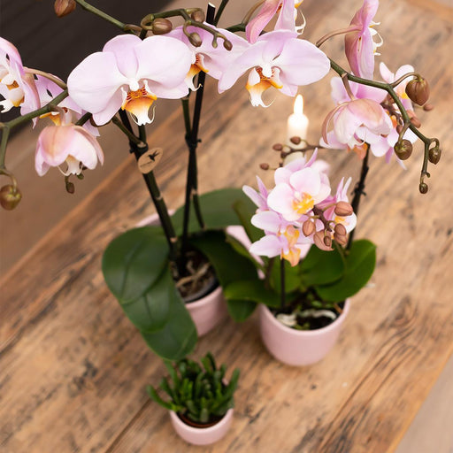 Innendørs Rosa Phalaenopsis Orkidé Uten Potte