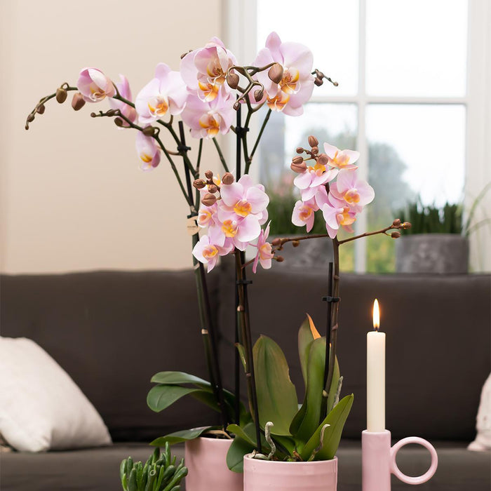 Innendørs Rosa Phalaenopsis Orkidé Uten Potte