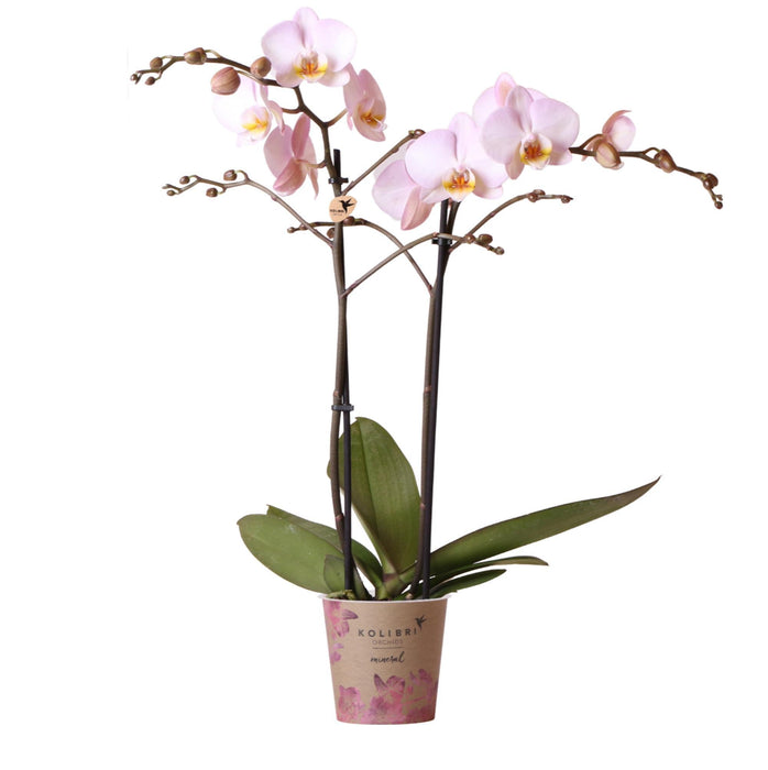 Innendørs Rosa Phalaenopsis Orkidé Uten Potte