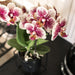 Rød-Gul Phalaenopsis Orchid - Innendørs Blomst - Spania