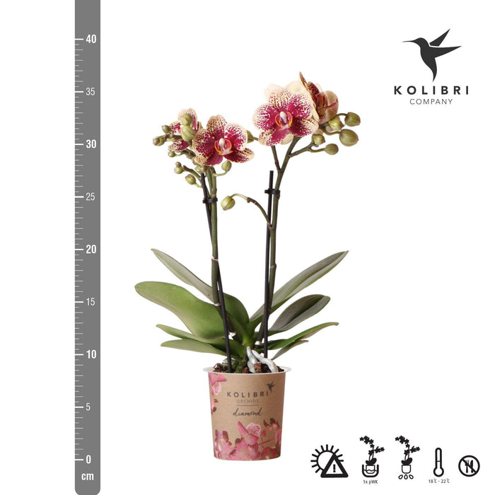 Rød-Gul Phalaenopsis Orchid - Innendørs Blomst - Spania