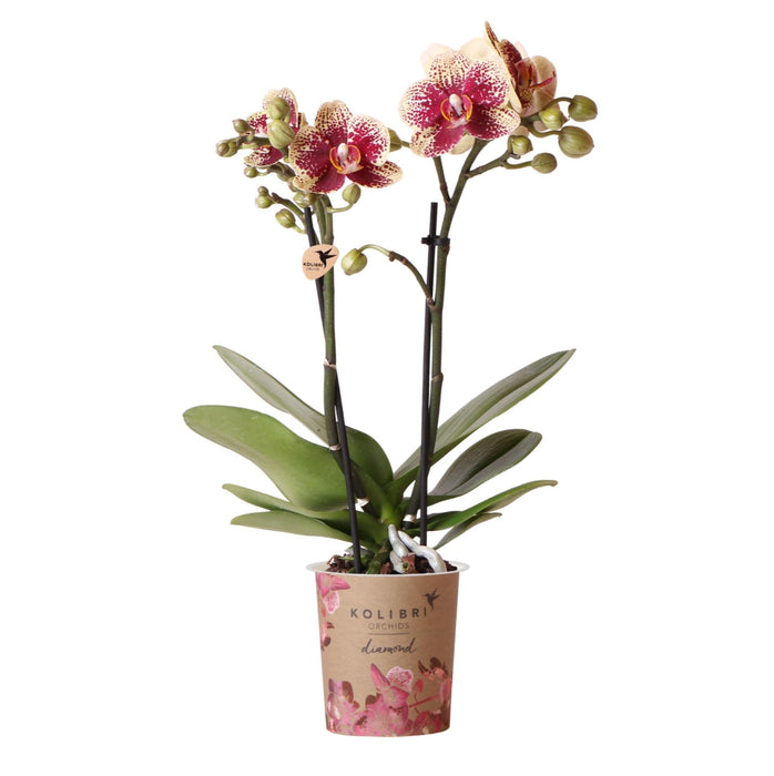 Rød-Gul Phalaenopsis Orchid - Innendørs Blomst - Spania