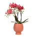 Rød/Oransje Phalaenopsis Orkide Med Scandic Terracotta Pot