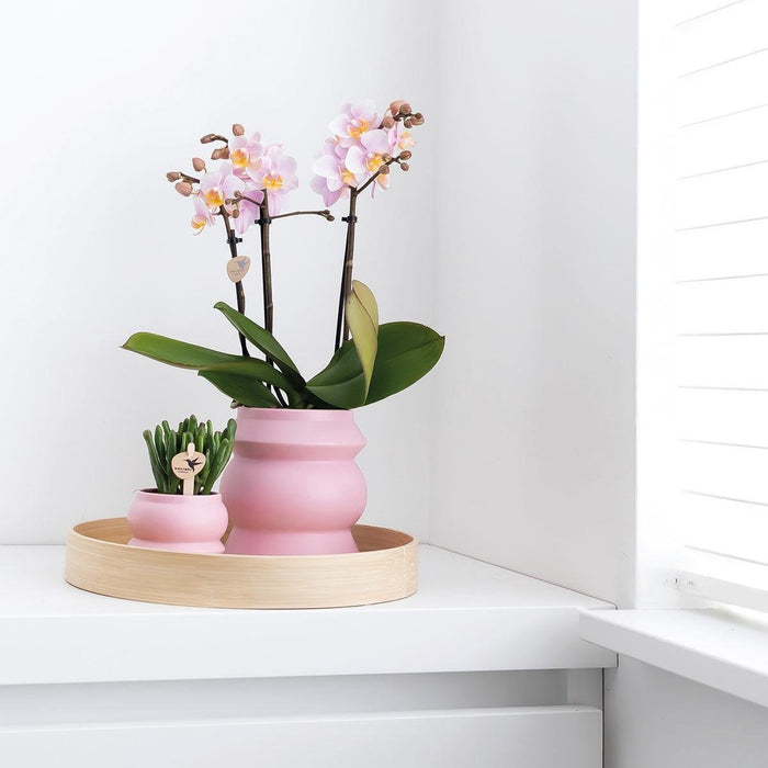 Fiolett Phalaenopsis Orchid Morelia I Rosa Tower Pot