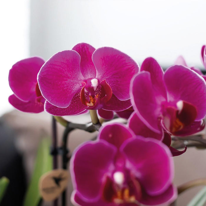 Fiolett Phalaenopsis Orchid Morelia I Rosa Tower Pot