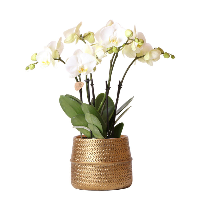 Hvit Phalaenopsis Orchid Med Sølv Groove Pot