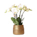 Hvit Phalaenopsis Orchid Med Sølv Groove Pot