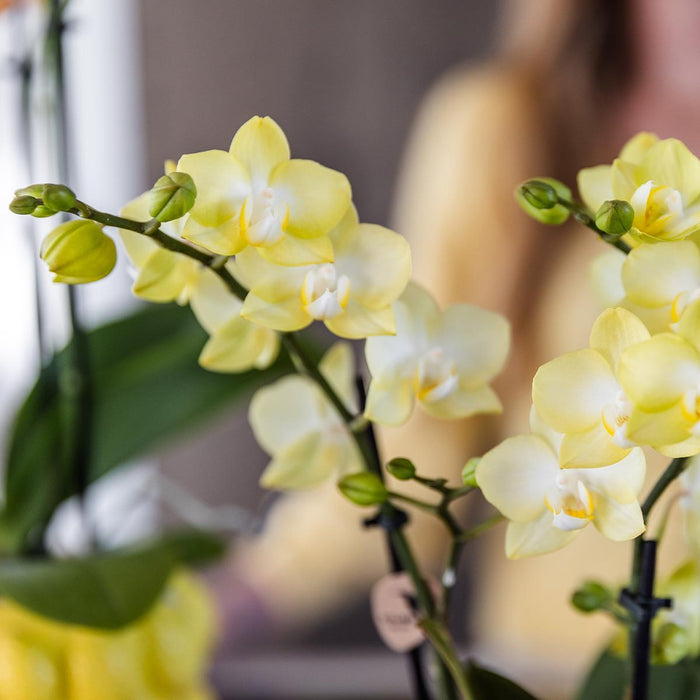 Gul Phalaenopsis-Orkide I Sitruspotte