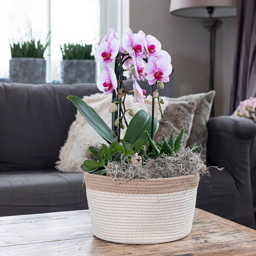 Rosa Niagara Fall Orchid - Potted Phalaenopsis - Stueplante