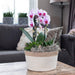 Rosa Niagara Fall Orchid - Potted Phalaenopsis - Stueplante