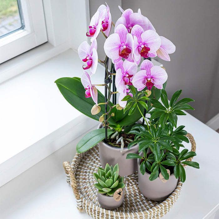 Rosa Niagara Fall Orchid - Potted Phalaenopsis - Stueplante