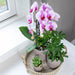 Rosa Niagara Fall Orchid - Potted Phalaenopsis - Stueplante