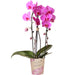 Rosa Niagara Fall Orchid - Potted Phalaenopsis - Stueplante