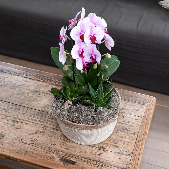 Rosa Niagara Fall Orchid - Potted Phalaenopsis - Stueplante