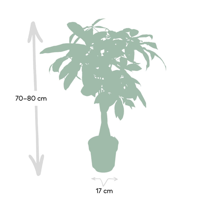 Pachira Aquatica H40Cm